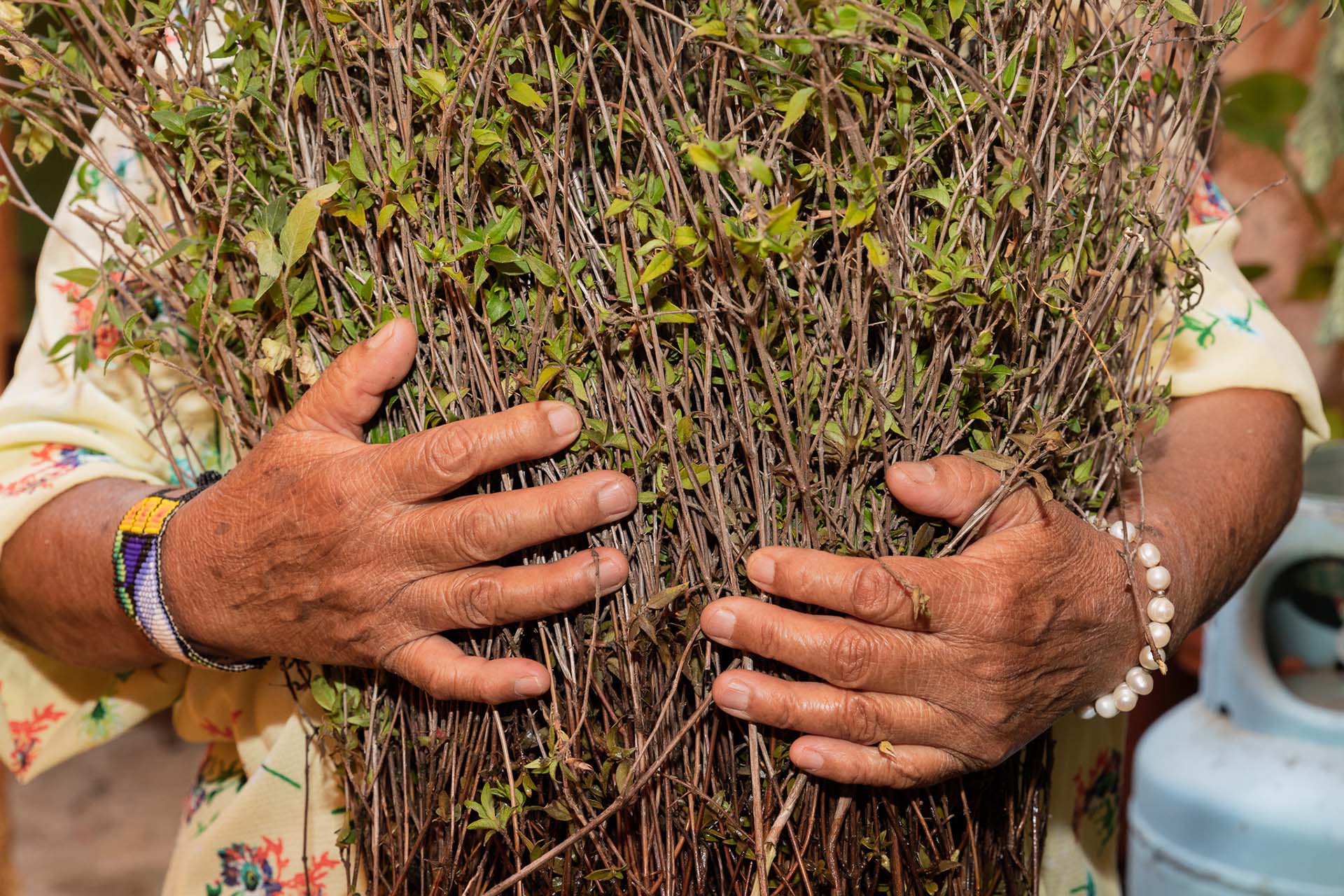 Manos sosteniendo poleo, planta medicinal usada en tés tradicionales de Oaxaca.