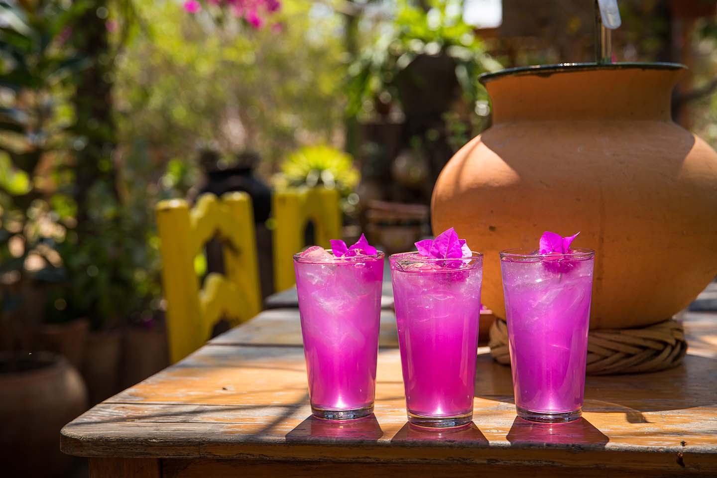 Tres vasos con agua de bugambilia sobre una mesa de madera, decorados con pétalos de flor, frente a una jarra de barro en un entorno natural.