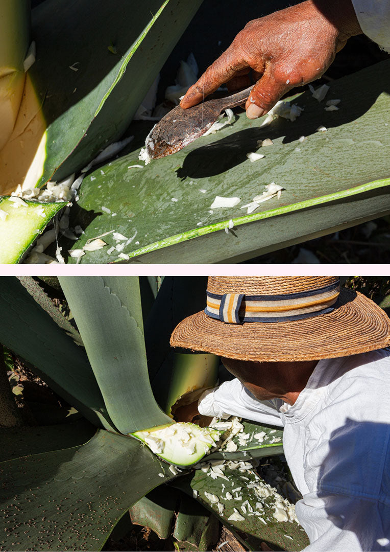 Bebidas fermentadas de Oaxaca | Versión digital
