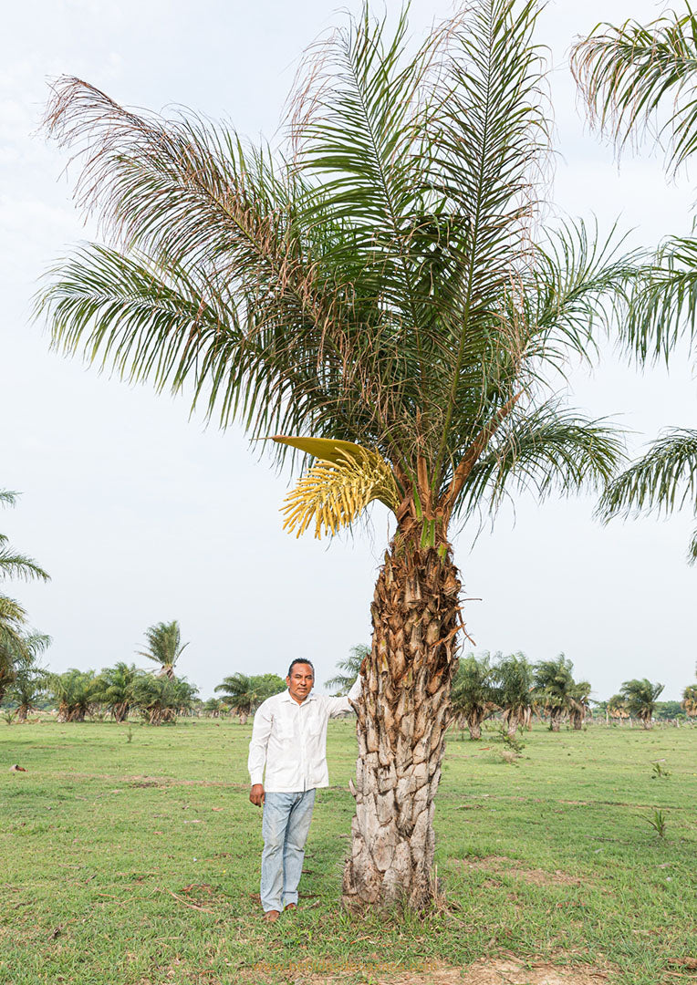 Bebidas fermentadas de Oaxaca | Versión digital