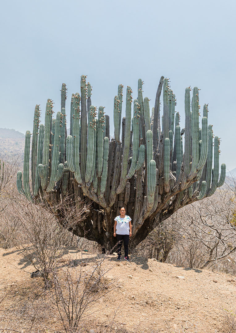 Bebidas fermentadas de Oaxaca | Versión digital