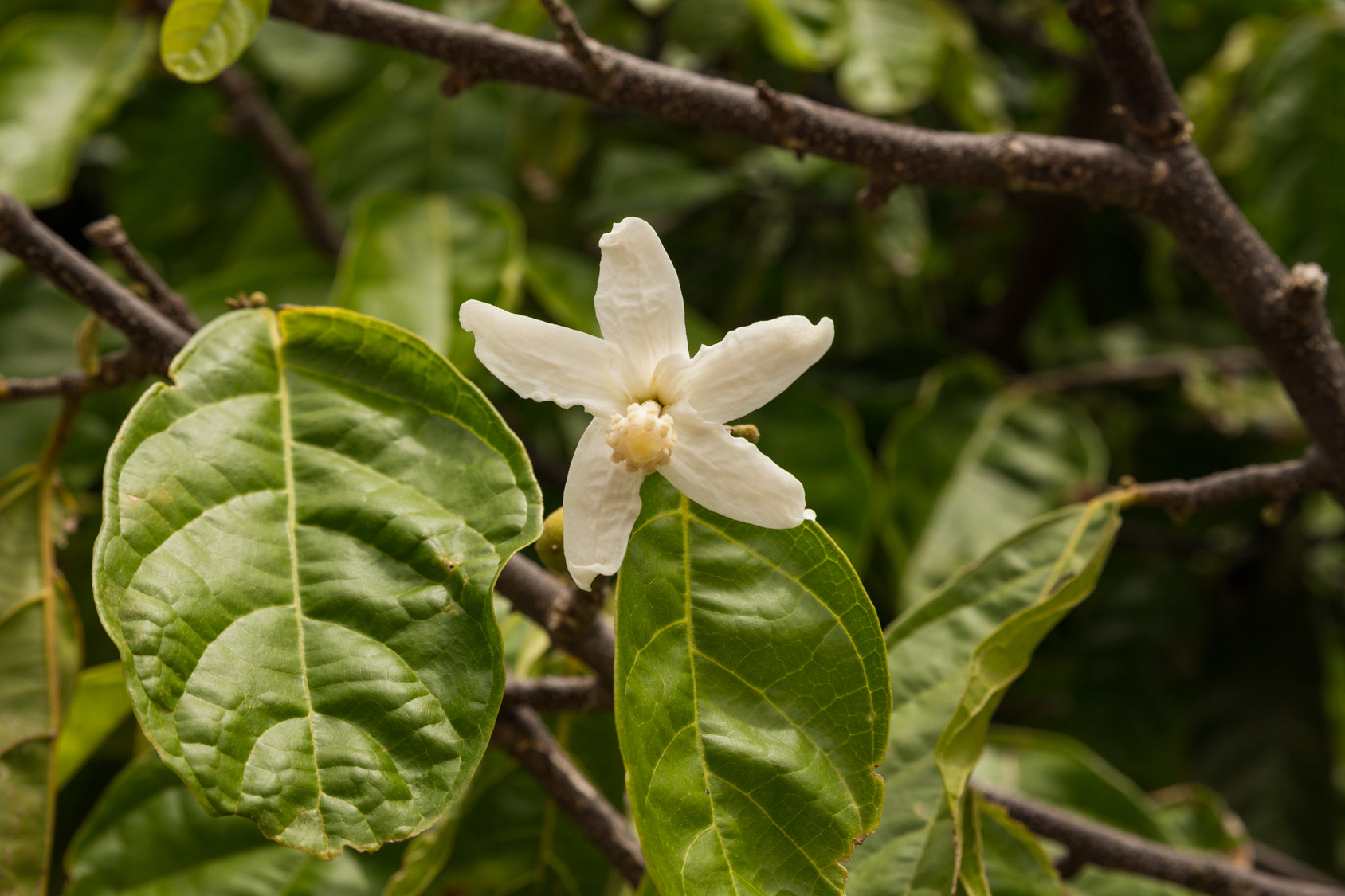 Bebidas de Oaxaca