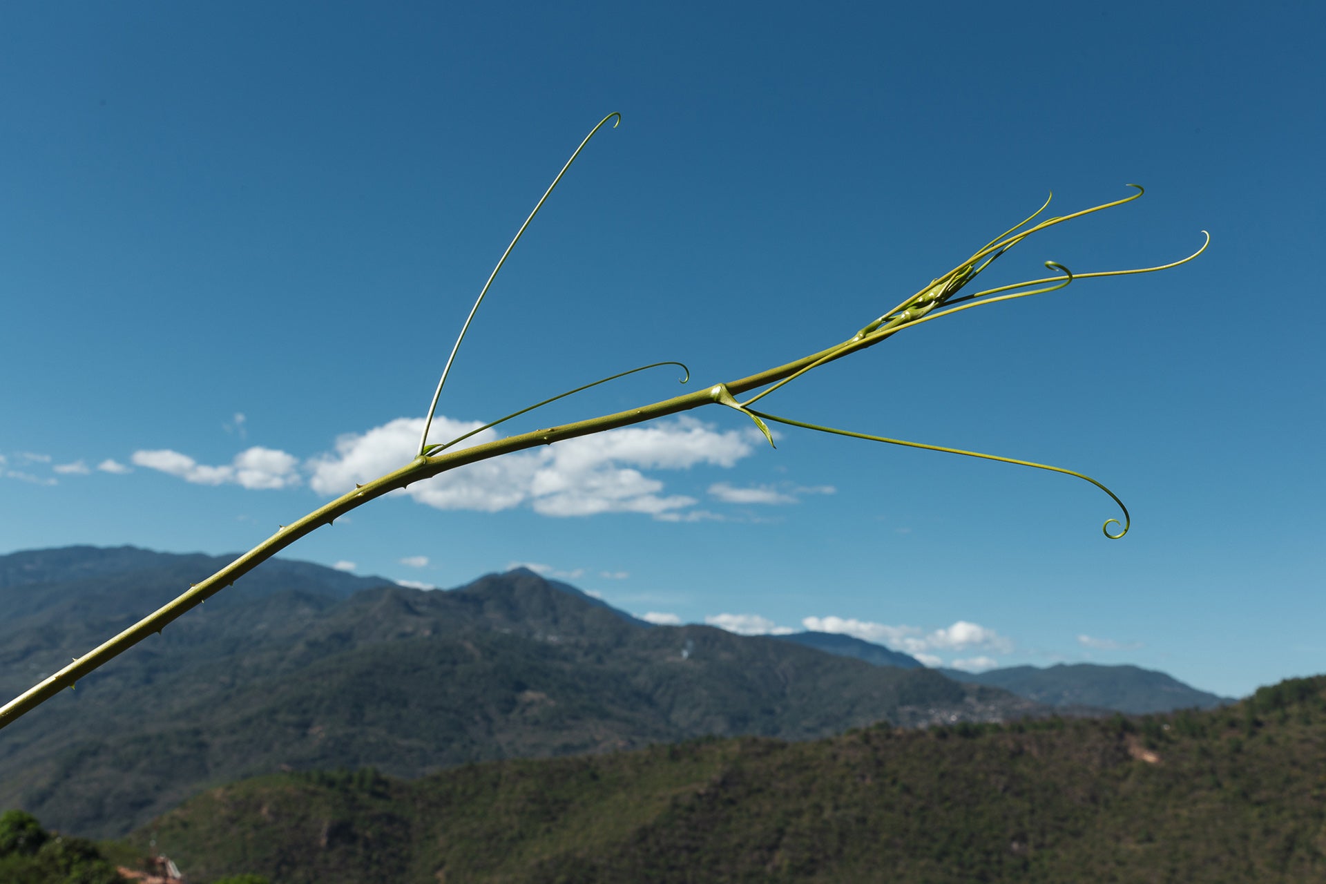 Digital version | Beverages of Oaxaca in english - 2nd Edition